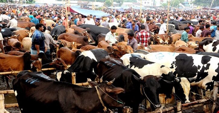 বনশ্রীর মেরাদিয়ায় কোরবানির পশুর হাট বসানো যাবে না: হাইকোর্ট