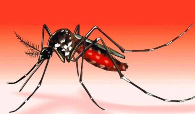 ডেঙ্গুতে ৭ দিন পর আরও দুই মৃত্যু