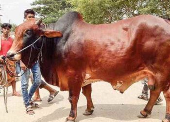 কোরবানি কাদের ওপর ওয়াজিব?