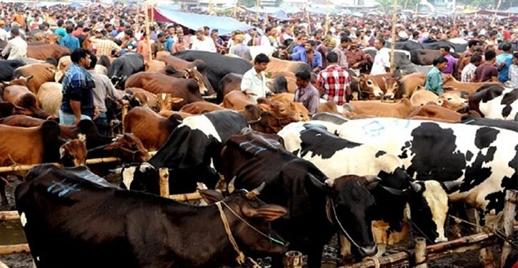 রাজধানীর যেসব স্থানে বসবে কোরবানির পশুর হাট