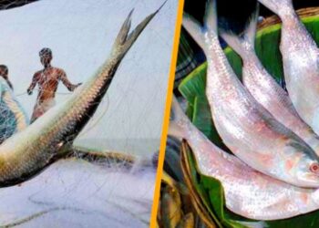 নিষেধাজ্ঞা শেষে ফের ইলিশ ধরা শুরু