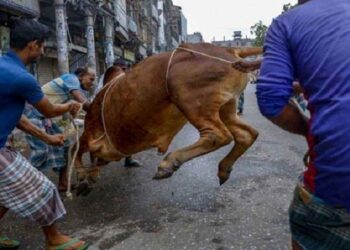 পাড়া-মহল্লায় চলছে পশু কোরবানি