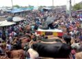 ঢাকায় কোরবানির পশু বিক্রি শুরু, দেশি গরুর চাহিদা বেশি