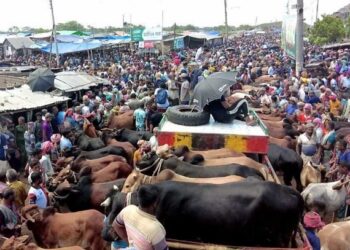ঢাকায় কোরবানির পশু বিক্রি শুরু, দেশি গরুর চাহিদা বেশি