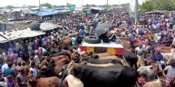 ঢাকায় কোরবানির পশু বিক্রি শুরু, দেশি গরুর চাহিদা বেশি