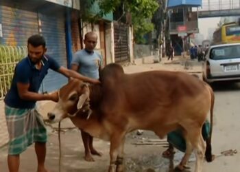 ঈদের দ্বিতীয় দিনেও চলছে পশু কোরবানি