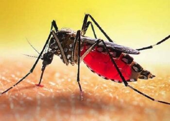 ডেঙ্গুতে আরও ২ মৃত্যু, হাসপাতালে ৩৩০ জন