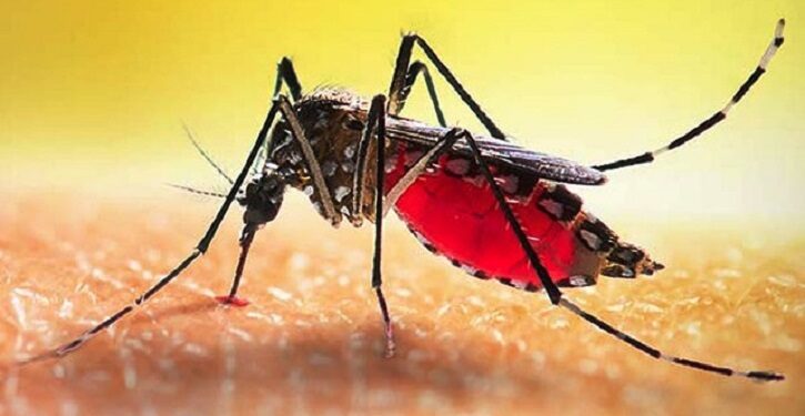 ডেঙ্গুতে আরও ২ মৃত্যু, হাসপাতালে ৩৩০ জন