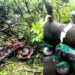রাজধানীতে ভেঙে পড়ল ৪০ বছরের পুরোনো গাছ, অতঃপর…