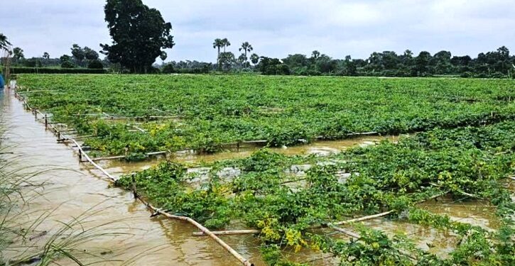বৃষ্টিতে ২১ জেলায় ৭২ হাজার হেক্টর ফসল পানির নিচে