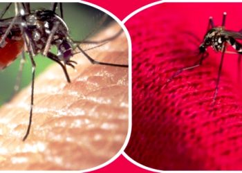 ডেঙ্গু: ২৪ ঘণ্টায় মৃত্যু ৪, হাসপাতালে ভর্তি ৫৬৮