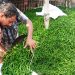 কাঁচা মরিচের কেজি ৩০০ টাকা ছাড়াল