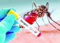 ডেঙ্গুতে আরও ৩ জনের মৃত্যু, হাসপাতালে ৭৩৫
