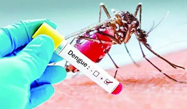 ডেঙ্গুতে আরও ৩ জনের মৃত্যু, হাসপাতালে ৭৩৫