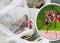 ডেঙ্গুতে আরও ২ মৃত্যু, হাসপাতালে ২৭৯