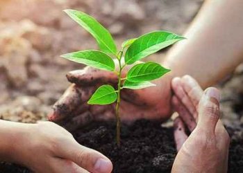 গাছপালা আল্লাহর নেয়ামত ও সদকায়ে জারিয়ার উৎস