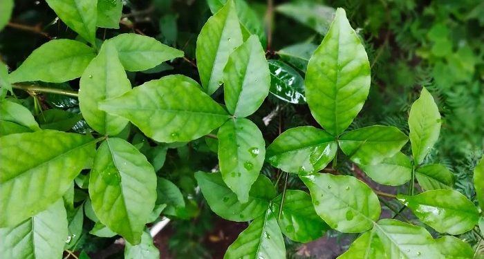 কোলেস্টেরল কমছে না? ভরসা রাখুন ৫ পাতায়