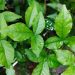 কোলেস্টেরল কমছে না? ভরসা রাখুন ৫ পাতায়