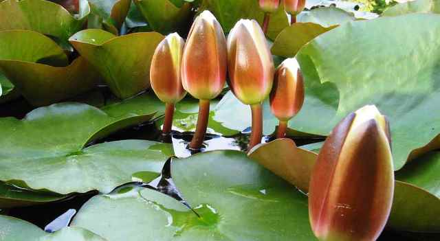 ইসির প্রতীক তালিকায় এবার ‘শাপলা কলি’, গেজেট প্রকাশ