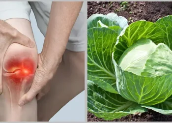 অস্টিওআর্থ্রাইটিসের ব্যথা কমায় বাঁধাকপি