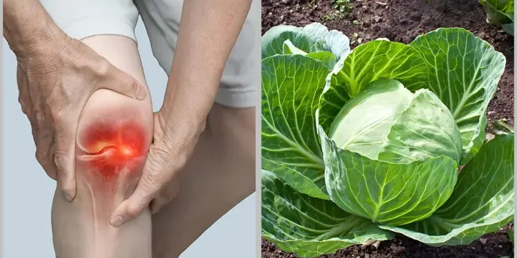 অস্টিওআর্থ্রাইটিসের ব্যথা কমায় বাঁধাকপি