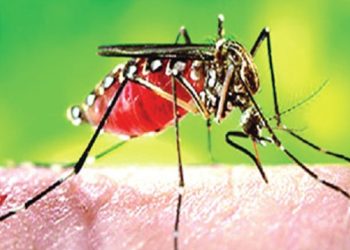 আরও ৬ জনের প্রাণ নিল ডেঙ্গু, হাসপাতালে ভর্তি ১১৯৫