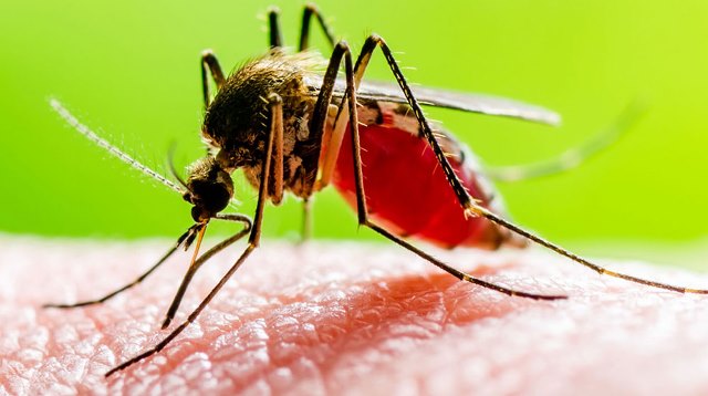 ডেঙ্গু কেড়ে নিল আরও ৫ প্রাণ