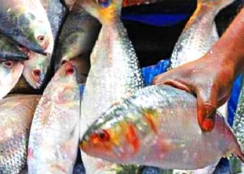 এক ট্রলারে ১৪০ মণ ইলিশ, সাড়ে ৩১ লাখ টাকায় বিক্রি