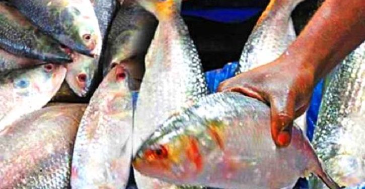 এক ট্রলারে ১৪০ মণ ইলিশ, সাড়ে ৩১ লাখ টাকায় বিক্রি