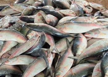 জাটকা ইলিশ শিকারে ৮ মাসের নিষেধাজ্ঞা শুরু