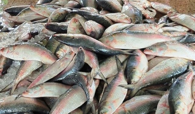 জাটকা ইলিশ শিকারে ৮ মাসের নিষেধাজ্ঞা শুরু
