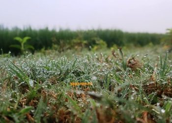 পঞ্চগড়ে তাপমাত্রা কমে ১৪ ডিগ্রিতে, ডিসেম্বরেই আসছে শৈত্যপ্রবাহ