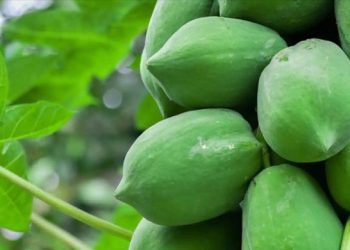 কাঁচা পেঁপে খাওয়ার উপকারিতা