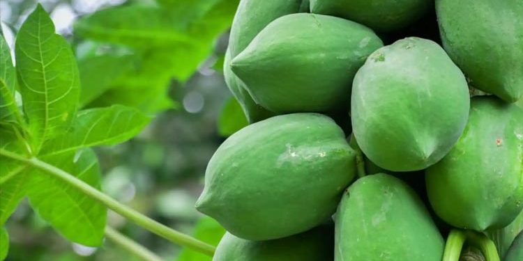 কাঁচা পেঁপে খাওয়ার উপকারিতা