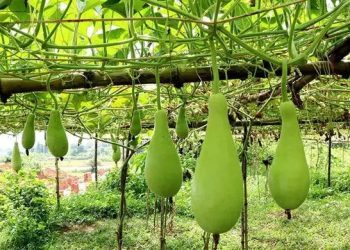 ওজন কমাতে সাহায্য করে লাউ