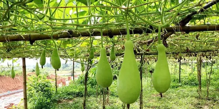 ওজন কমাতে সাহায্য করে লাউ