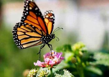 জাবিতে প্রজাপতি মেলা শুক্রবার