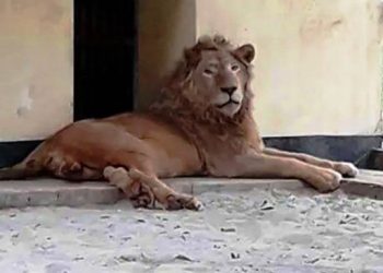 মিরপুর চিড়িয়াখানার খাঁচা থেকে বেরিয়ে গেলে সিংহ