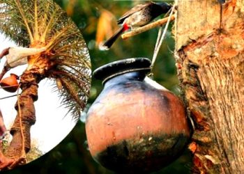 খেজুরের কাঁচা রস পান পরিহার করুন