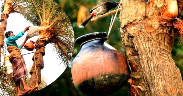 খেজুরের কাঁচা রস পান পরিহার করুন