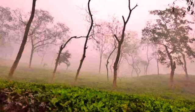 শীতে কাঁপছে শ্রীমঙ্গল, তাপমাত্রা কত?