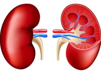 ৫ বছর আগেই কিডনির রোগ ধরা পড়বে একটি মাত্র পরীক্ষায়!