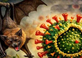 দেশে নিপাহ ভাইরাসে এক নারীর মৃত্যু