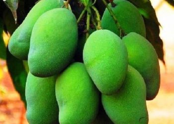গরমে স্ট্রোকের ঝুঁকি কমাতে পারে কাঁচাআম
