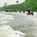 পাঁচ জেলায় বন্যার আশঙ্কা
