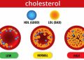 ক্ষতিকর কোলেস্টেরল কমানোর উপায় জানুন