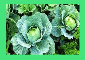 পাতাযুক্ত শাকসবজিই হতে পারে সুস্থ জীবনের চাবিকাঠি