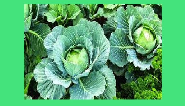 পাতাযুক্ত শাকসবজিই হতে পারে সুস্থ জীবনের চাবিকাঠি