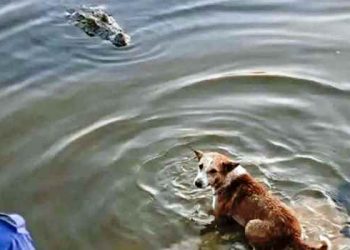 কুমিরের মুখে কুকুর, ভাইরাল ভিডিও নিয়ে যা জানা গেল