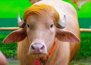 ‘ডোনাল্ড ট্রাম্প’কে দেখতে চিড়িয়াখানায় উপচে পড়া ভিড়